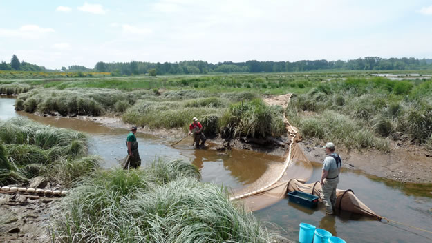 Tidal Marsh Monitoring